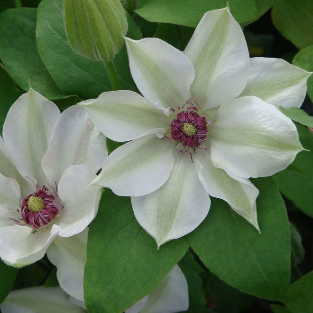 Clematis 'Miss Bateman' – White Flowering Compact Climber, Early & Late Summer Blooms, Ideal for Containers & Small Gardens, Easy to Grow, Hardy Garden Plant - 7cm Pot x1 by Thompson and Morgan