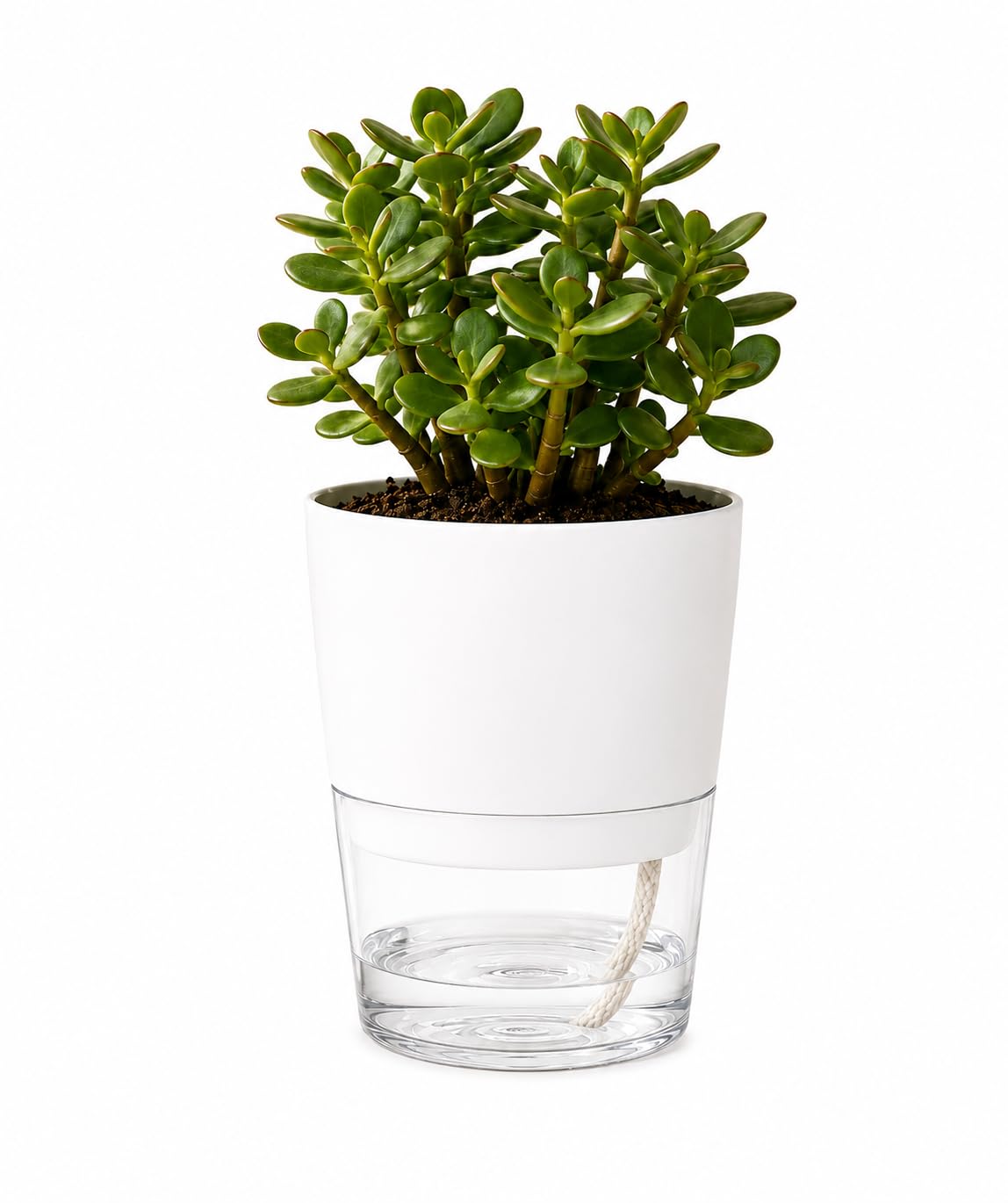 Jade Plant with Self Watering Pot Live Indoor Succulent Plant in Self-Watering Planter Air Purifying Low Maintenance Lucky Money Plant for Home, Office, Living Room & Gift-image-28