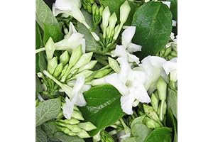 New Fresh Chipilin Seeds: Sowing the Seeds of Ancient Wisdom