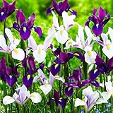 Mezcla de Iris holandés Paradise (50 bulbos), colección de lirios espada, 5 variedades/colores, perennes, bulbos de flores resistentes al invierno de Holanda para jardín, maceta