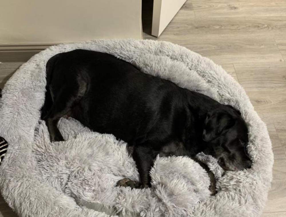 Segle Donut Haustierbett – Selbstwärmend, Rund, Für Hunde & Katzen (verschiedene Größen, Waschbar)