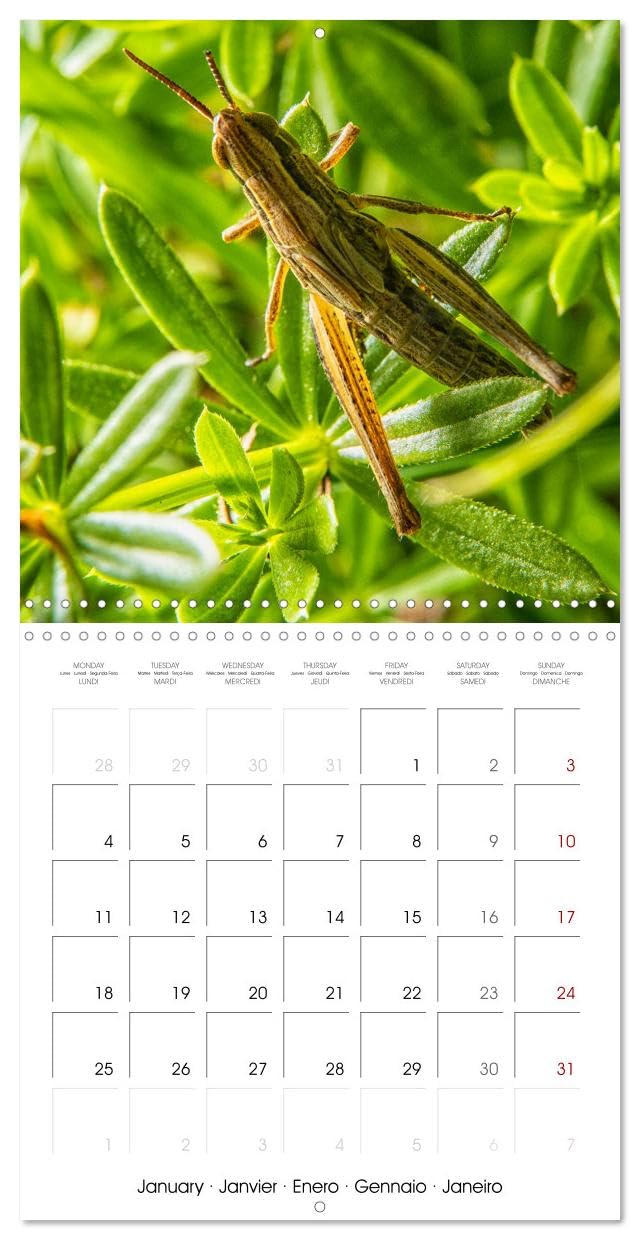 Macro Photo Cachée de la Nature (Calendrier mural carré 2027 30 x 30 cm) Calendrier double avec une page pour vos prises de notes