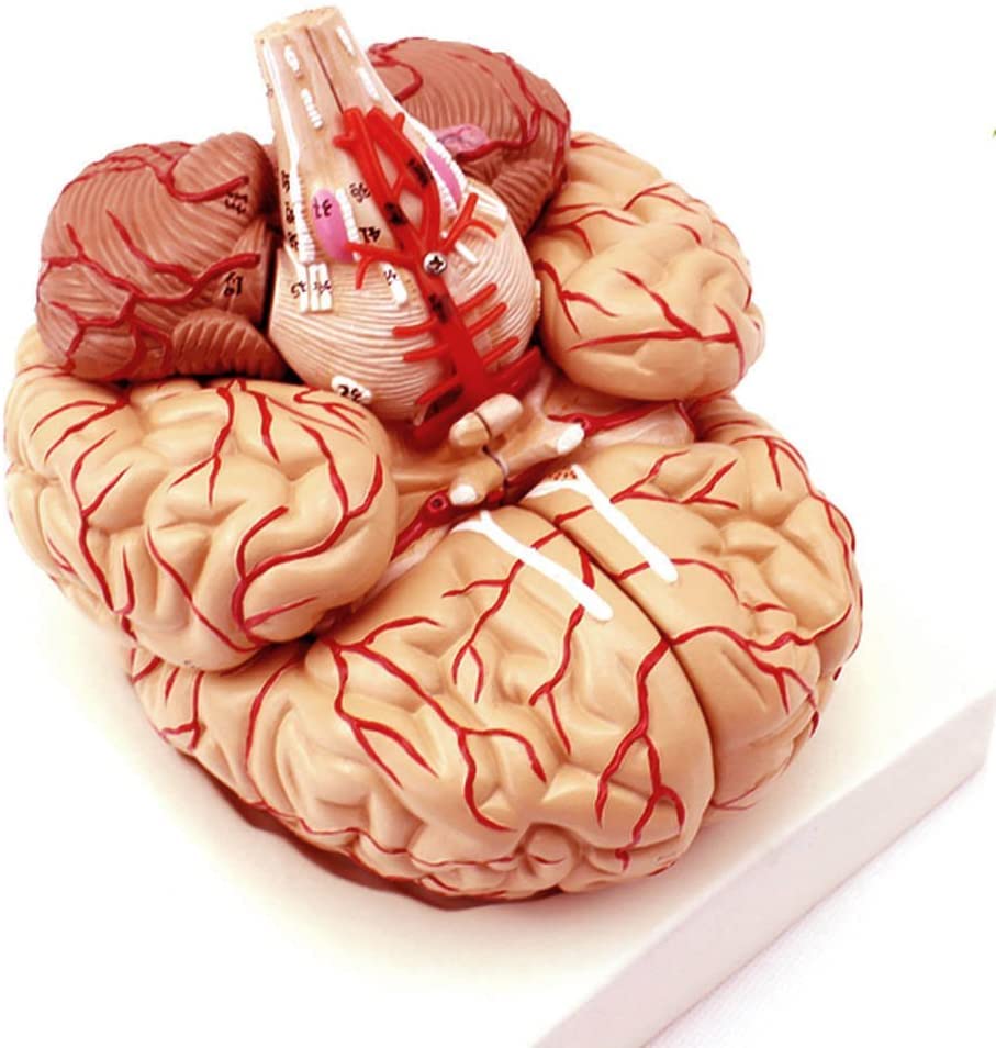 Amazon.co.jp: 人体模型 脳 模型 実物大 9分解 取り外し可能