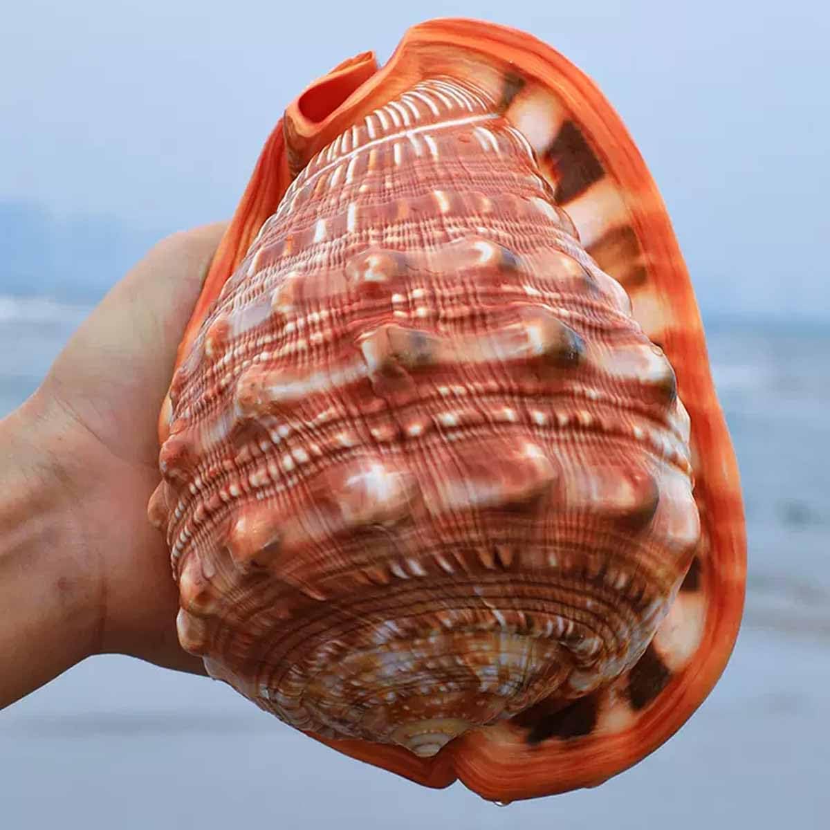 Amazon.co.jp: NIUDHEUS 天然貝殻、海巻貝、大型天然貝殻 風景