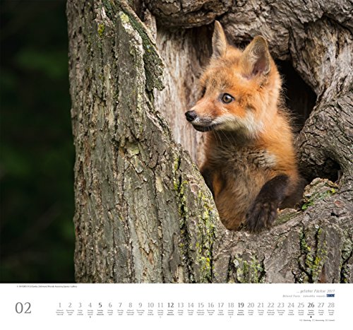 Geliebte Füchse 2017