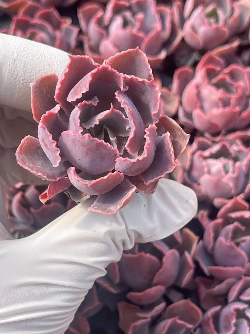 Amazon.co.jp: 105苗セット S87-6 夕焼けの舞 多肉植物