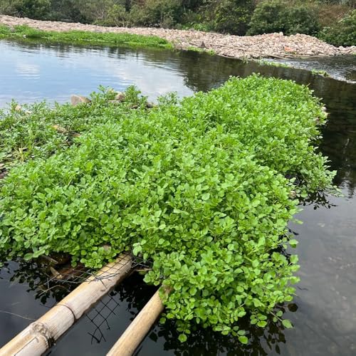 crescione perenne semi di per balcone sostenibili aromatiche da giardino organiche per la copertura del terreno Coltivare invernali semi di 400semi