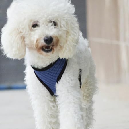 Amazon ノーブランド品 犬用ハーネス ペット用胴輪 犬用胴輪 通気性 全3色 ブルー M ノーブランド品 ハーネス 通販