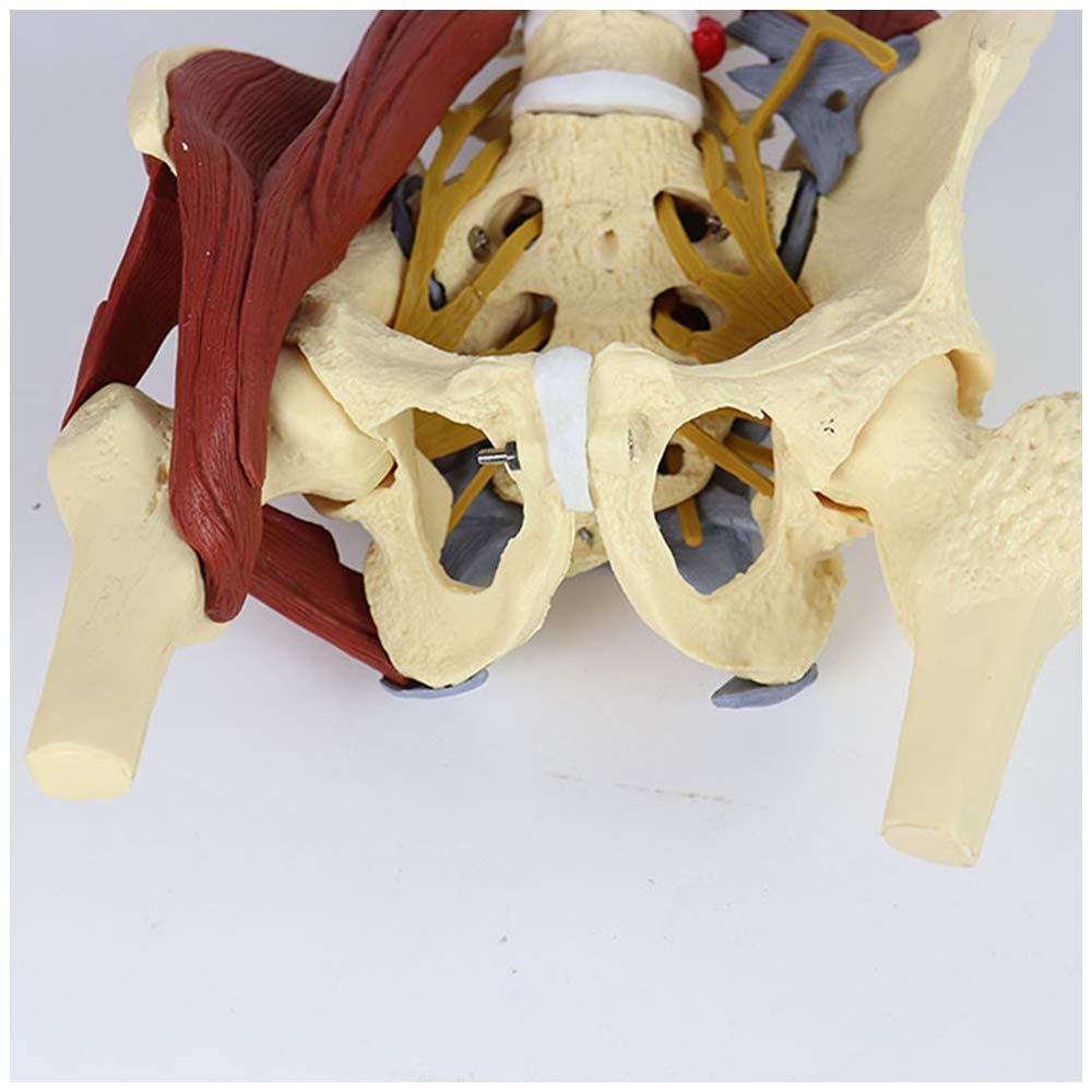Model Żeńskiej Miednicy - Model Żeńskiej Miednicy Nauk Medycznych Z Anatomicznym Modelem Szkieletu Dorosłych Anatomiczny Model Prawdziwego Szkieletu Dla Dorosłych