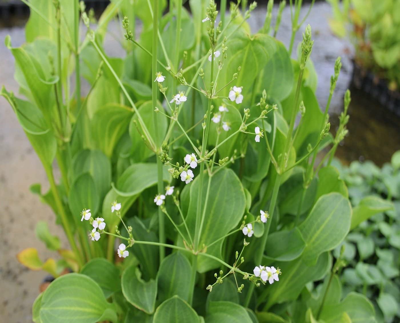 Carbeth Plants Pond Plants for Small Ponds - 1 X 9cm Pot