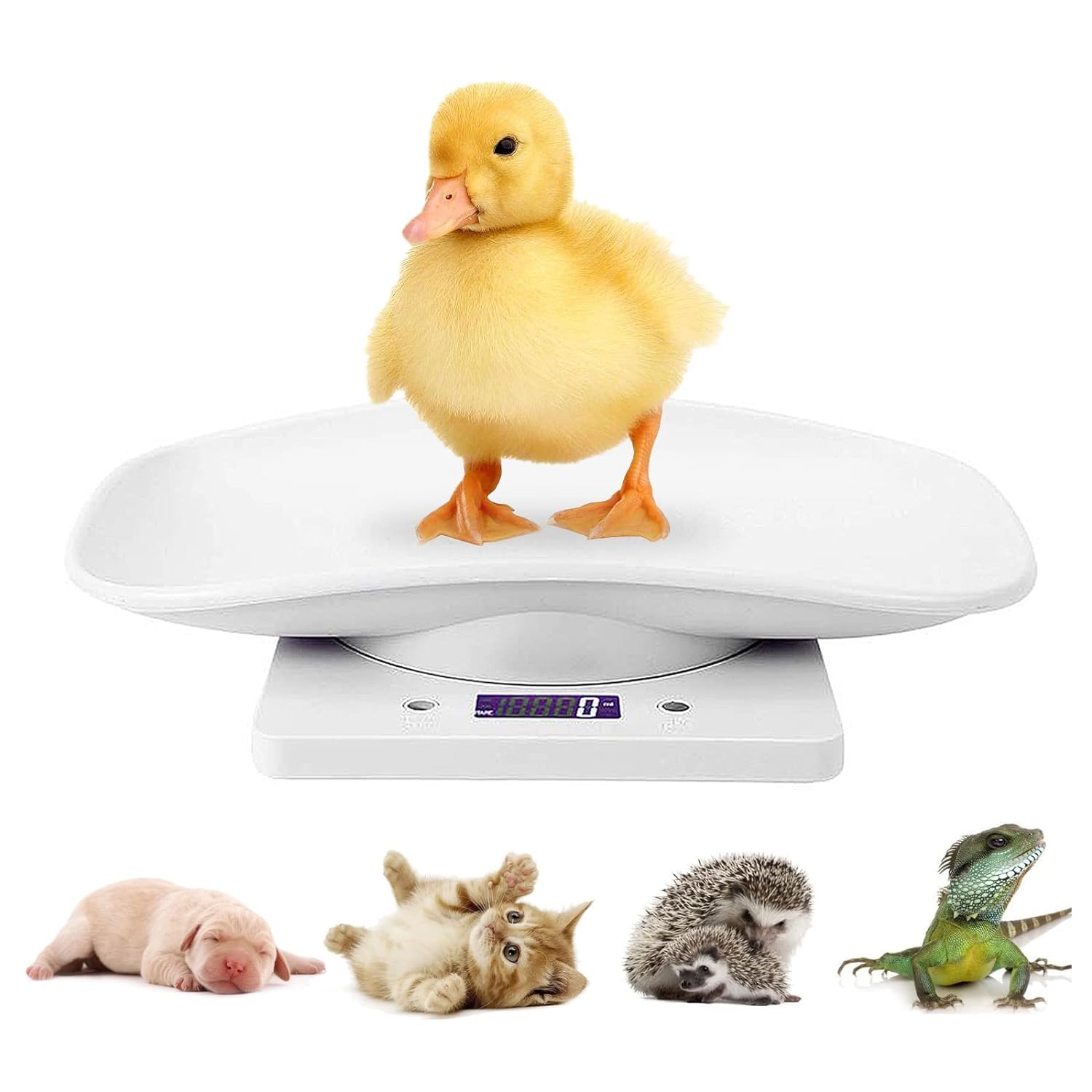 Balance Numérique Pour Petits Animaux De Compagnie 10 Kg-1 G, Balance