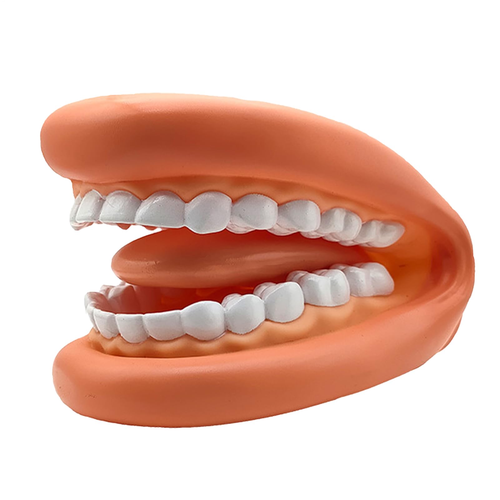Teeth Model - Soft And Portable Mouth | Teaching Tool For Oral Health Training, Teaching Support For Children And Adults, And Teaching Support