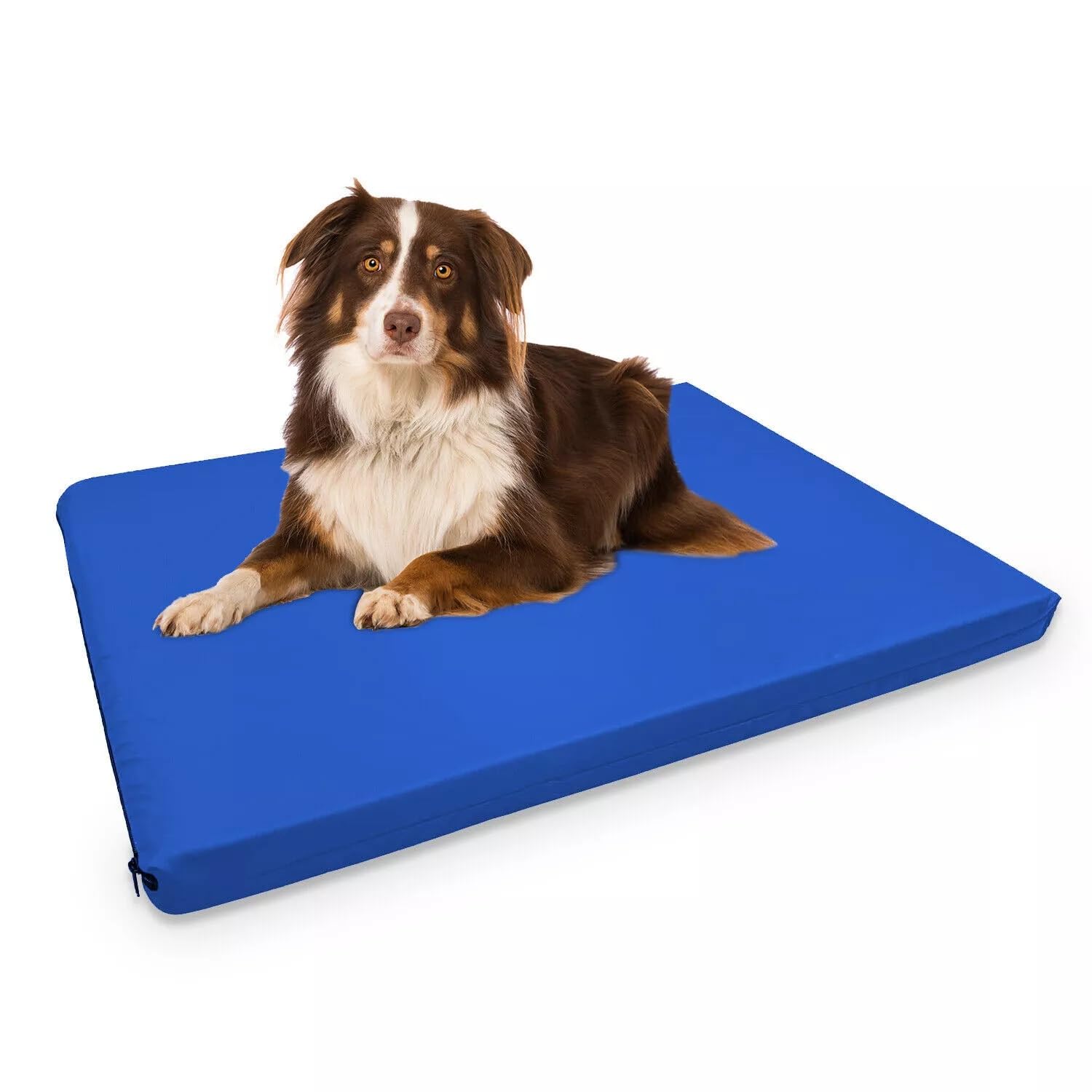 FOAMSUPA Heavy Duty Pet Dog Bed Mattress Mat Cushion with Tough Waterproof cover (Blue, Small 60cm x 45cm x 5cm – 24″ x 18″ x 2″)