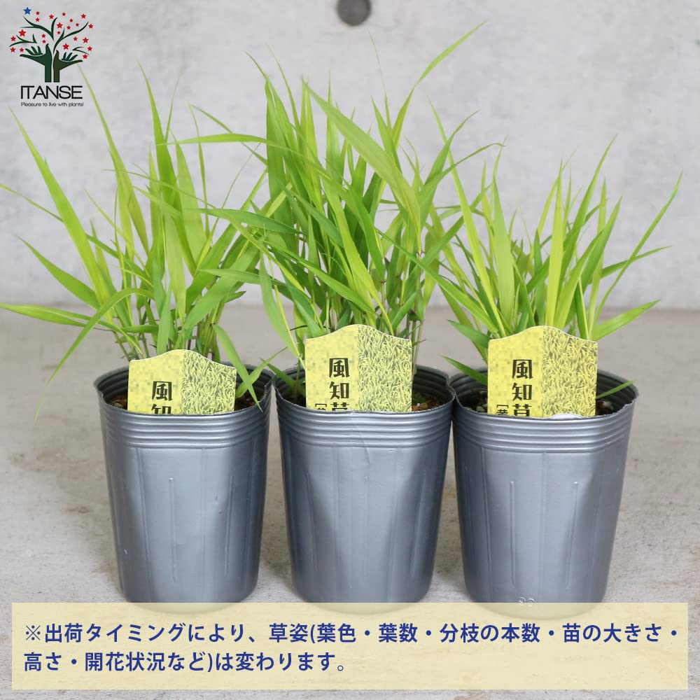 Amazon.co.jp: ITANSE 風知草(フウチソウ) 黄金葉 9cmポット 1個