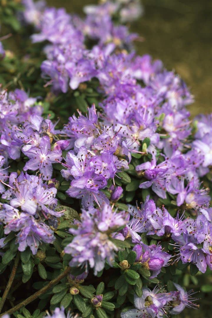 Rhododendron impeditum 'Ronny' 20-25 cm  Winterhart, Immergrn, Mehrjhrig   Zwerg-Rhododendron  Zierstrauch fr Steingarten & Kbel : Amazon.de:  Garten