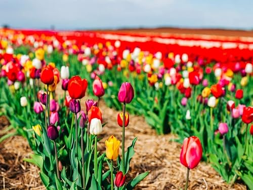 20 Mezcla de bombillas de tulipán para plantar en otoño a granel tamaño de bombilla de 1147in flores perennes