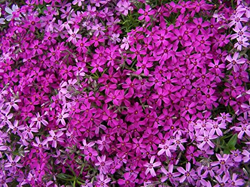 E-PlantPhlox Seeds, 1 Packet (25 per packet)