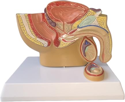 Kabarcık Karın Modeli - İnsan Organı Anatomik Modeli İnsan Karın Boşluğu, Mesane ve Prostat Modeli - Eğitim, Öğretme, Gösterme, Mini Boy Erkek