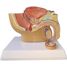 Kabarc k Kar n Modeli -  nsan Organ  Anatomik Modeli  nsan Kar n Bo lu u, Mesane ve Prostat Modeli - E itim,  retme, G sterme, Mini Boy Erkek