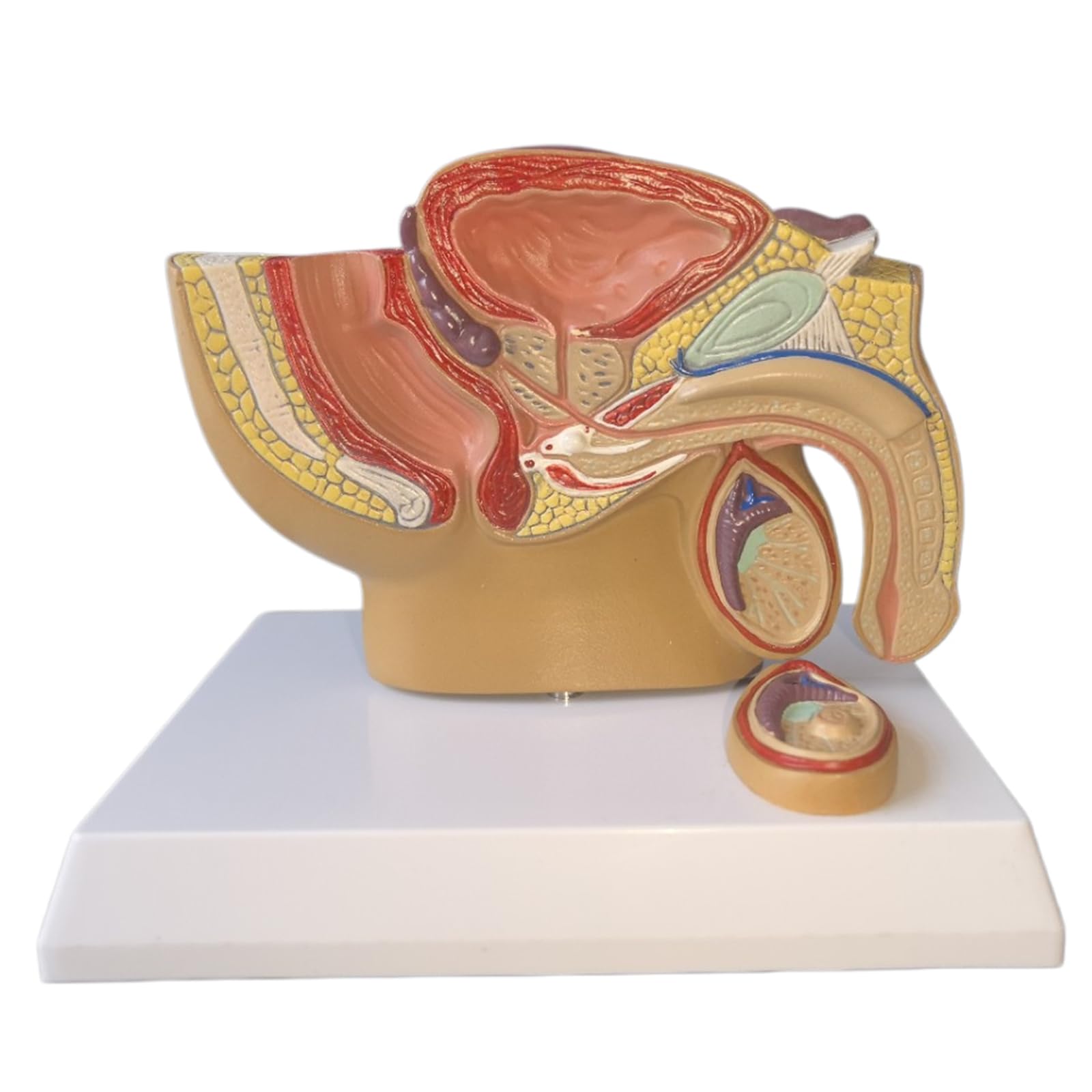 LKYLVEE Bladder Abdominal Model - Human Organ Anatomical Model Human Abdominal Cavity, Bladder and Prostate Model - for Study Teaching Display,Mini Size Male