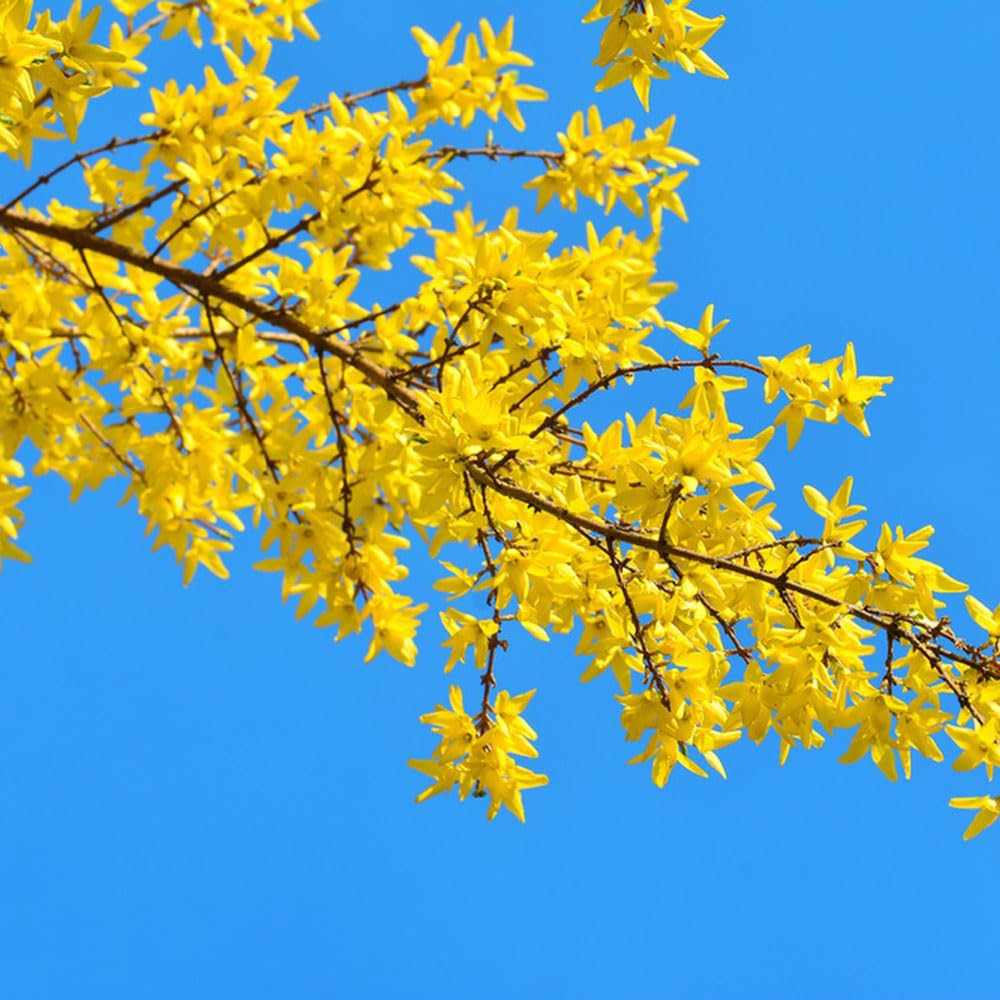 Semi Di Forsizia - 150 Pezzi - Piante Da Balcone Resistente - Decorazione Soggiorno - Foto 6