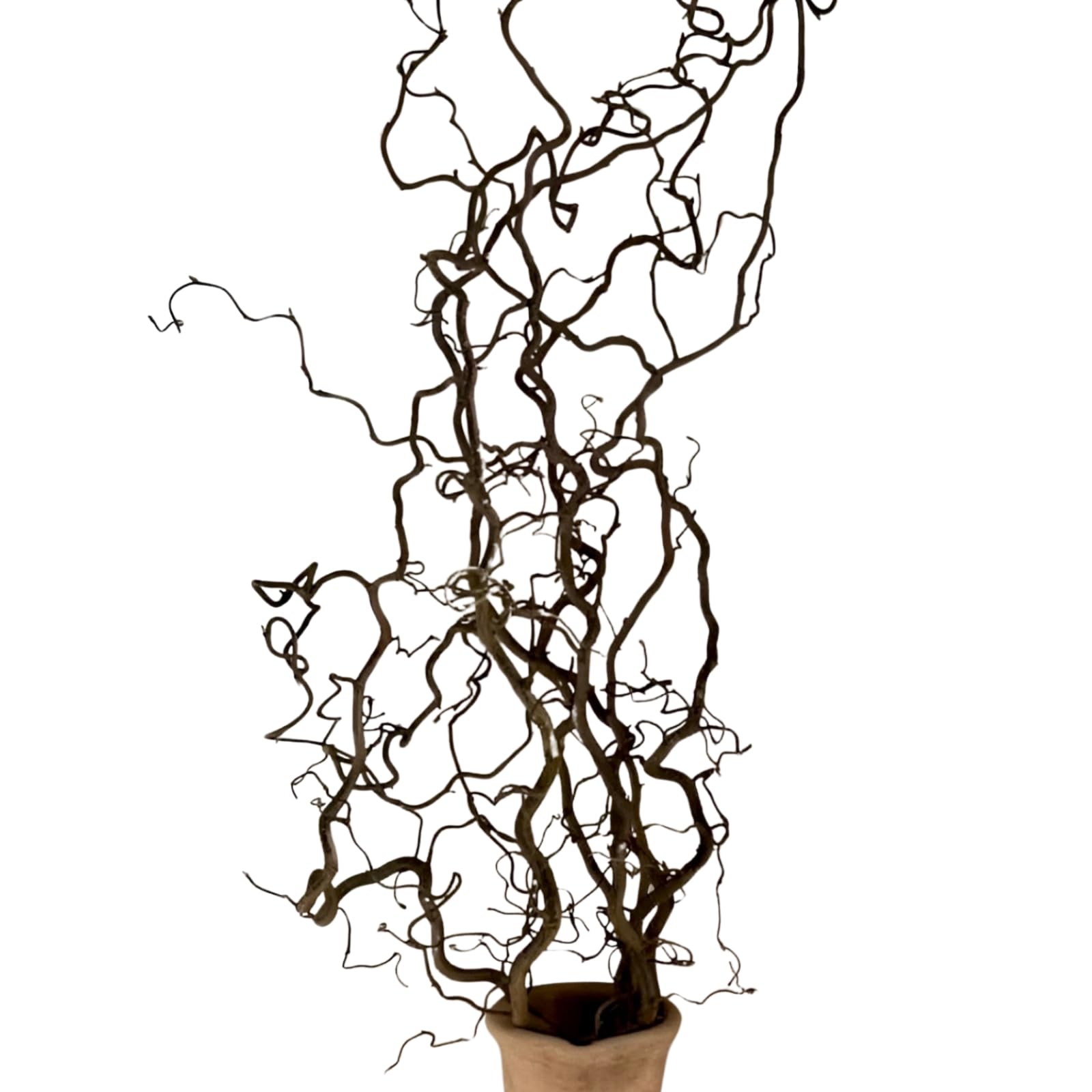 Eve & Wild Real Twisted Corylus Hazel Branches, Natural Decorative Dried Branch Decor, Curly Twigs for Vase, Japandi Decor, Twisted Willow (7, X-LARGE (90-100cm))