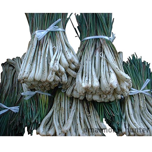 沖縄産島らっきょう 1kg ローカロリー 栄養満点 スーパーフード 沖縄土産