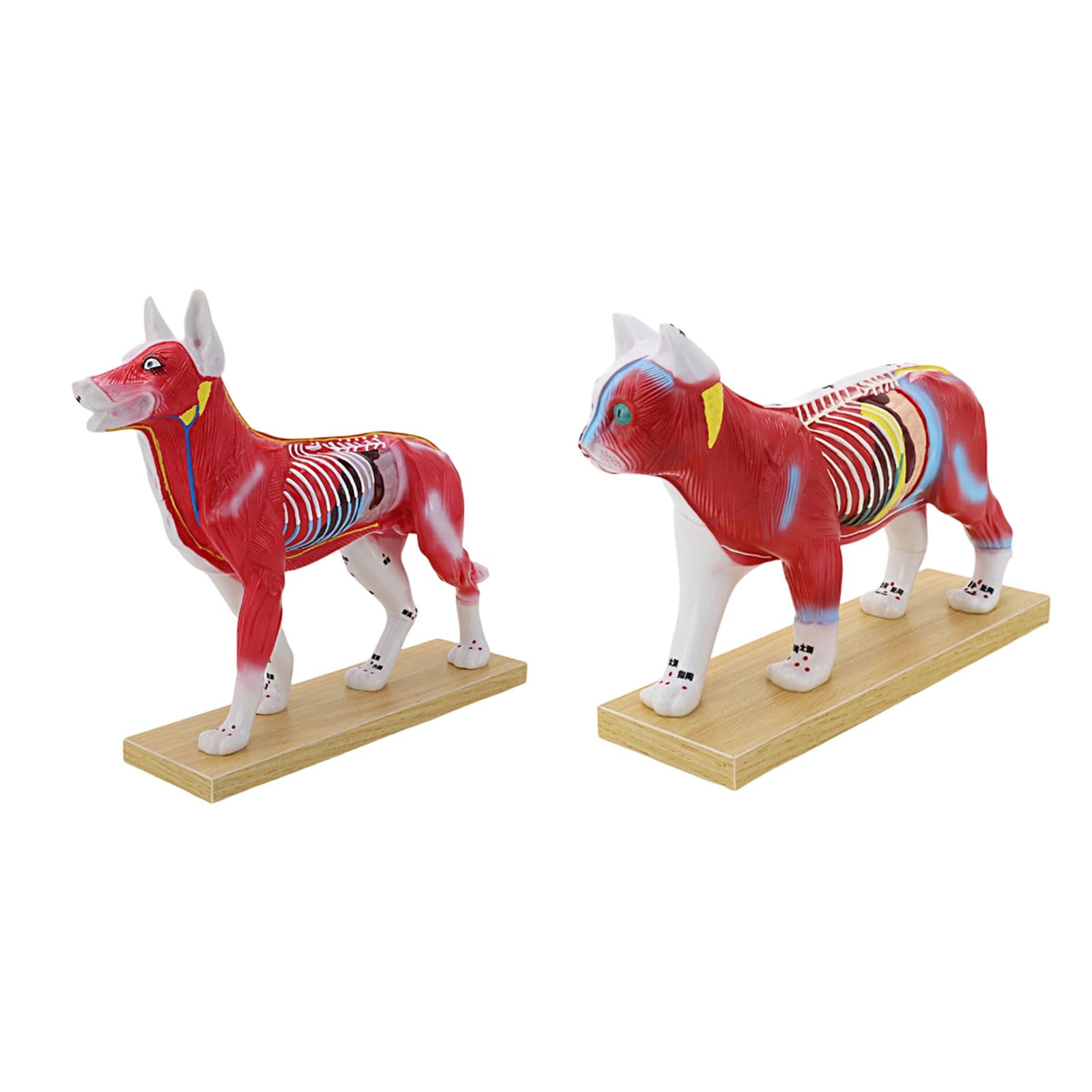 Herramienta de enseñanza veterinaria Modelo anatómico de punto de acupuntura felino canino con puntos meridianos marcados para entrenamiento clínico Modelo de estudio de mediodía animal