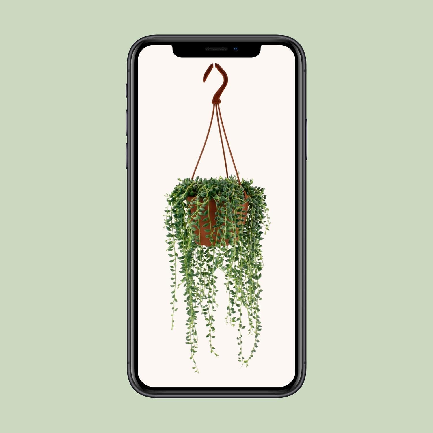 Senecio Herreianus, Pianta Grassa da Interno, Verde, Ø12cm, H20cm