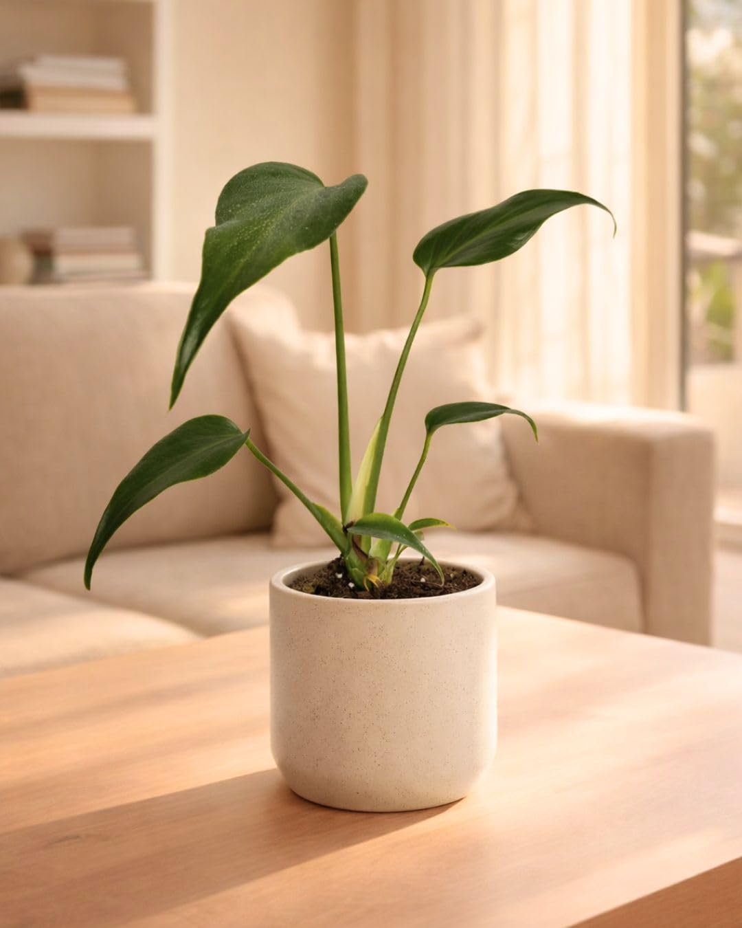 PUR PLANT Monstera Burle Marx M | Planta Natural De Interior Premium y Tropical | Compacta, Resistente y Decorativa | Maceta De Ø12 cm