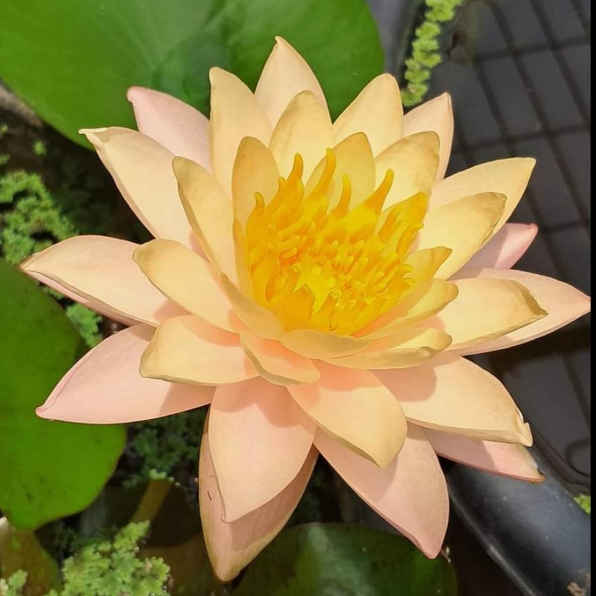 Healthy Water Lily Bulb for Water Bowl - pack of 1 | Water Lily Bulb-image-24