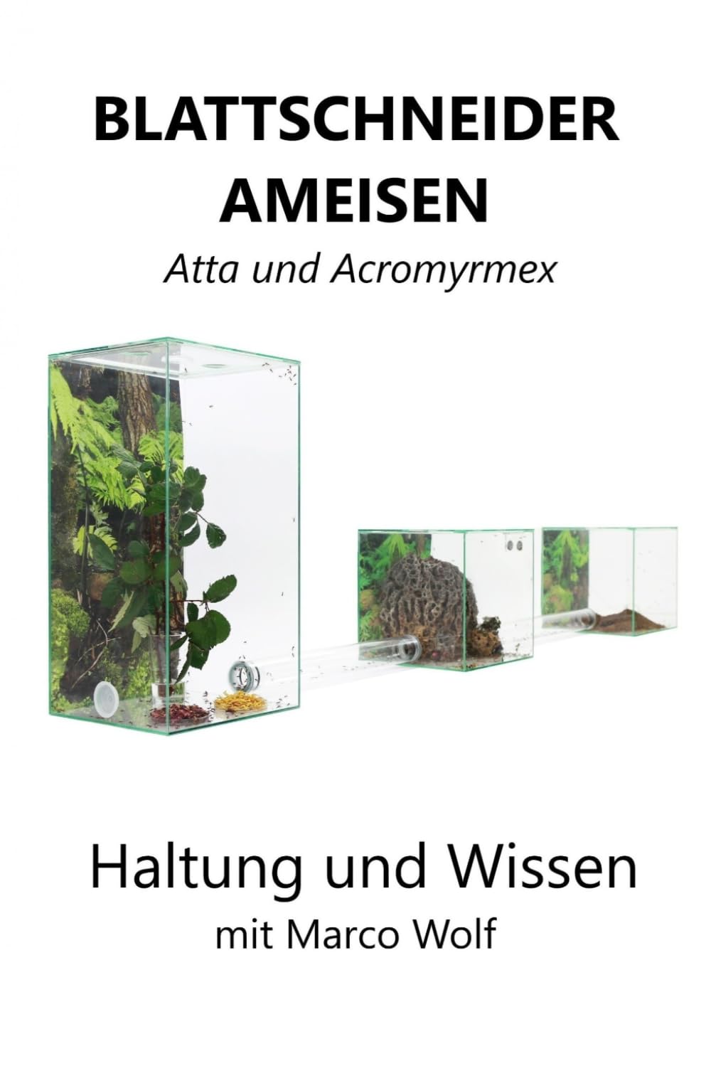 Die Entdeckung der einzigartigen Welt der Ameisen