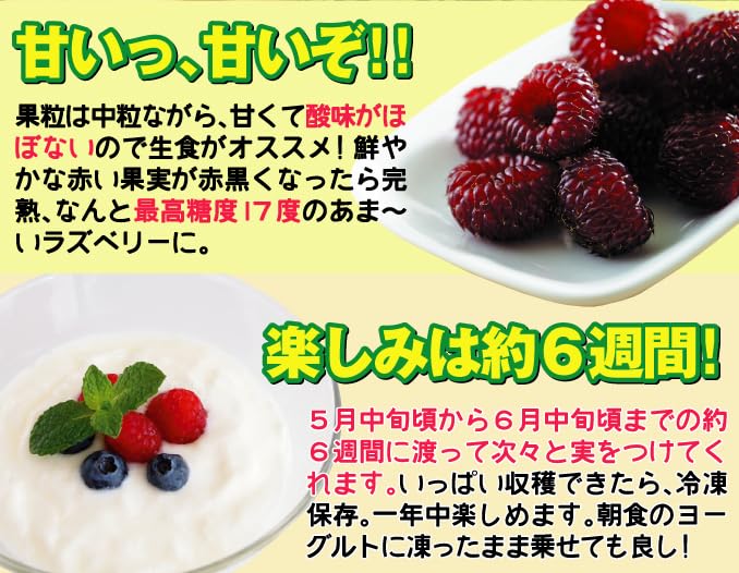 Amazon.co.jp: 果樹苗 大株ラズベリー ウルトララズベリー超大王 1株