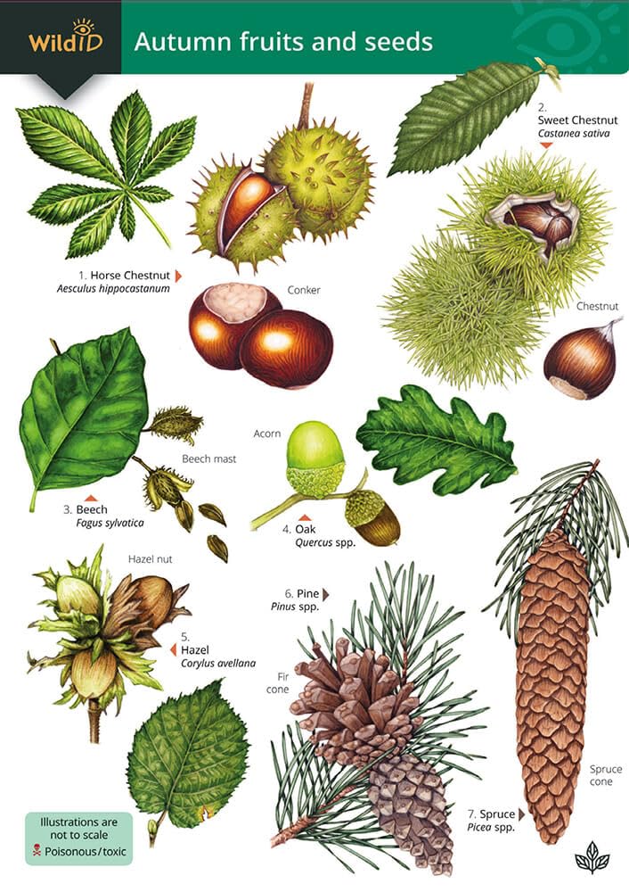 Autumn fruits and seeds by Rebecca Farley-Brown PAPERBACK 9781917154048