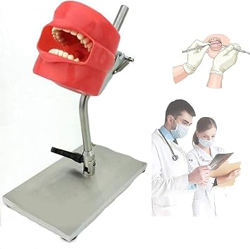 Teaching Model, Teeth Template Dental Simulator, Dental Stomatology Creating Training Teeth Headquarters Oral Health Care Dentist Mould Hygiene Teaching Aids