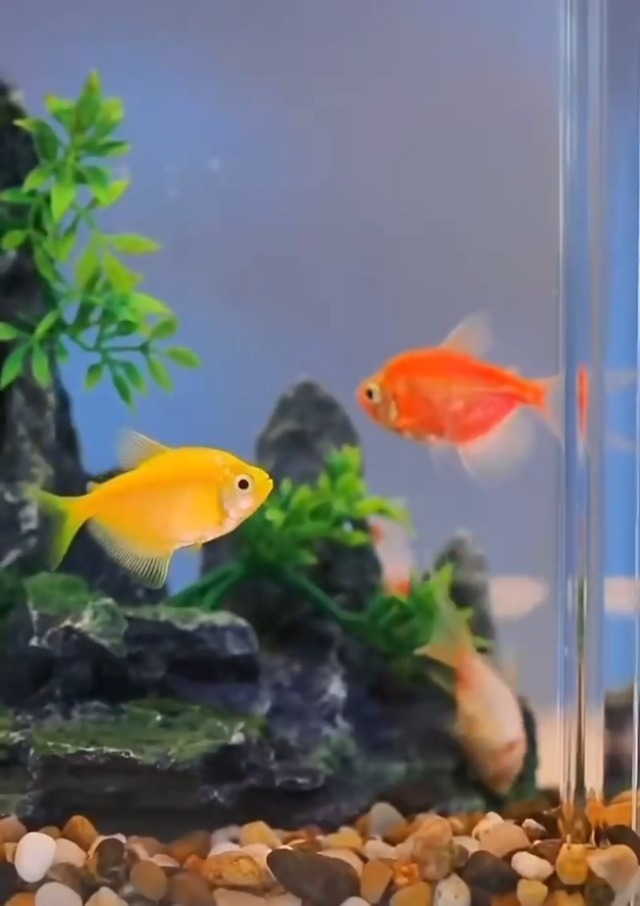 ブラックスマトラブランチ【BSB100】アクアリウム まとめ買い対応可 水槽 ブラックスマトラブランチ【BSB100】アクアリウム まとめ買い