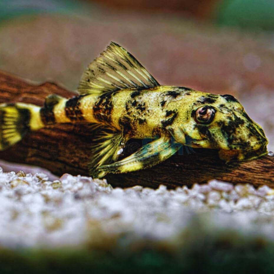 Aquaticheavens Clown Plecostomus Live Fish (2 Fish Pack) - Aquarium Exotic Freshwater Live Fish