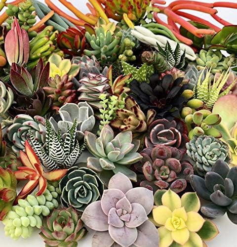 10 Assorted Live Succulent Cuttings, No 2 Succulents Alike, Great for Terrariums, Mini Gardens, and as Starter Plants by The Succulent Cult - 5