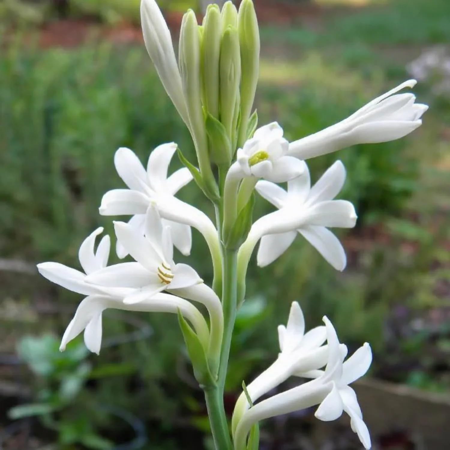 Rajnigandha Flower Bulbs/Tube Rose/Polianthes Tuberosa - Fragrant White Blooms for Terrace & Balcony Gardening, Set of 20pcs-image-36