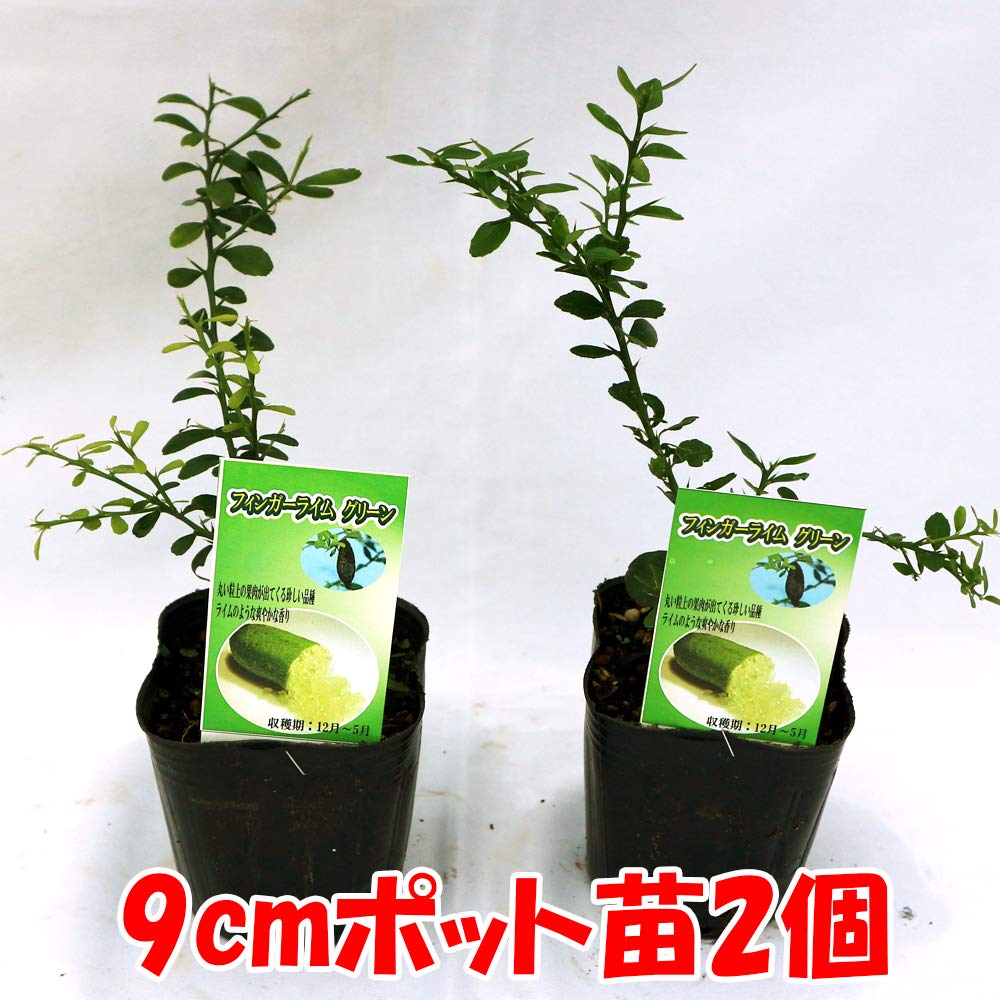Amazon.co.jp: ITANSE フィンガーライム グリーン 9cmポット苗