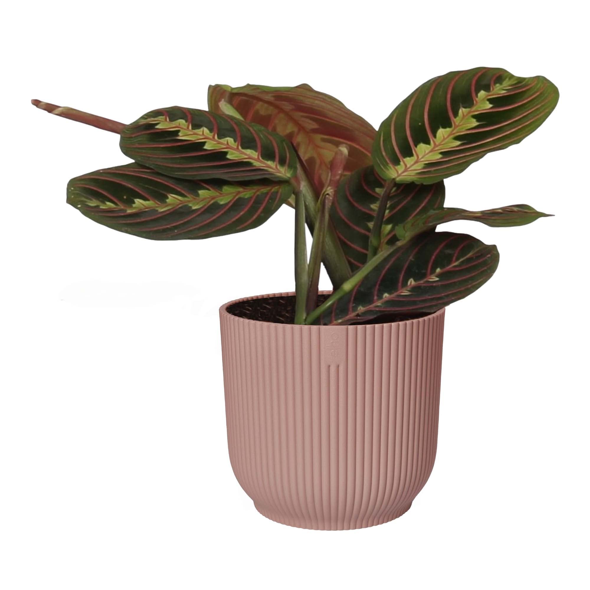 Zimmerpflanze von Botanicly  Pfeilwurz  Hhe: 20 cm  Maranta leuconeura  Tricolor : Amazon.de: Garten