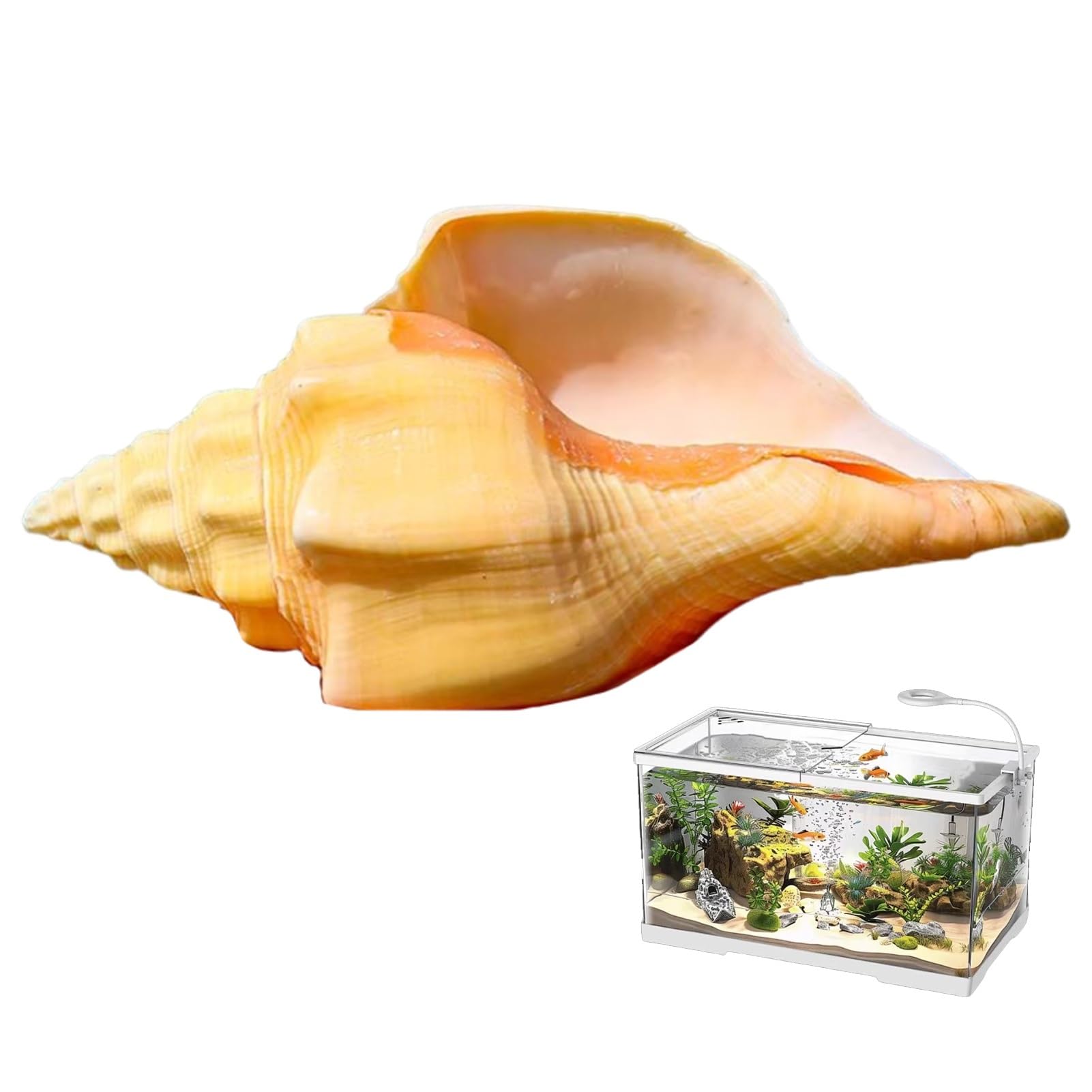 Grande conchiglia decorativa per la casa, decorazione per acquario, artigianato fai da te per decorazioni per matrimoni