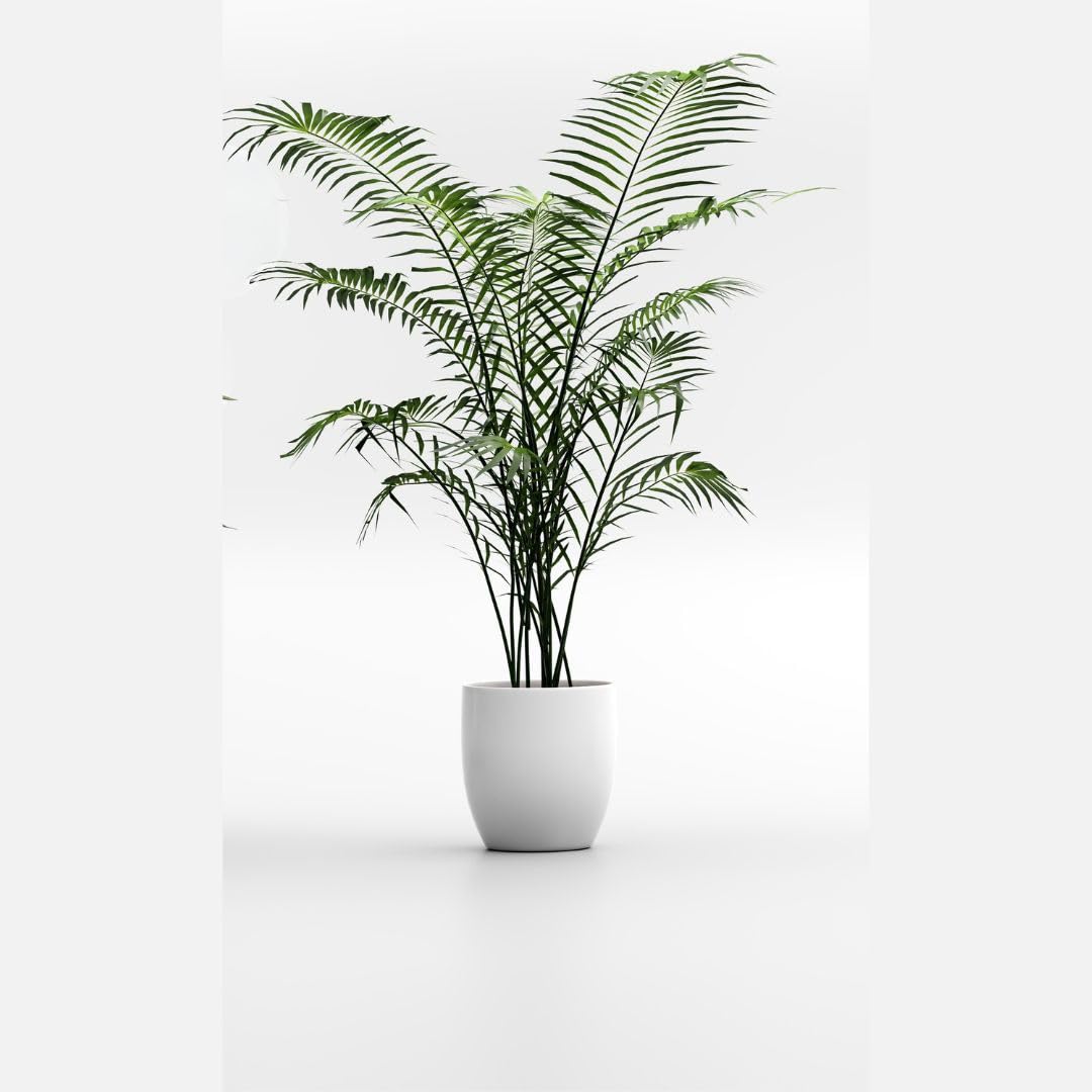 Phoenix Palmae Plante Ornementale