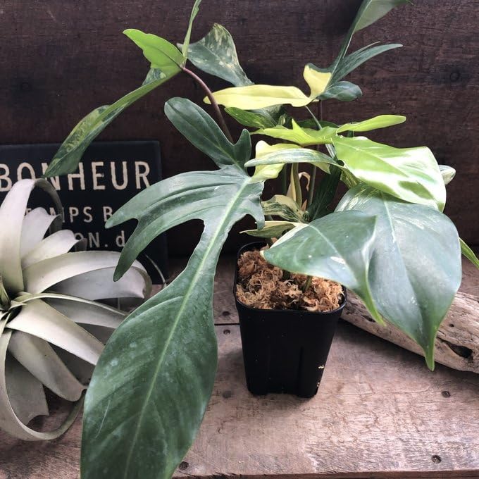 Amazon | 斑入り フィロデンドロン フロリダ ビューティー Amazon | 斑入り フィロデンドロン フロリダ ビューティー