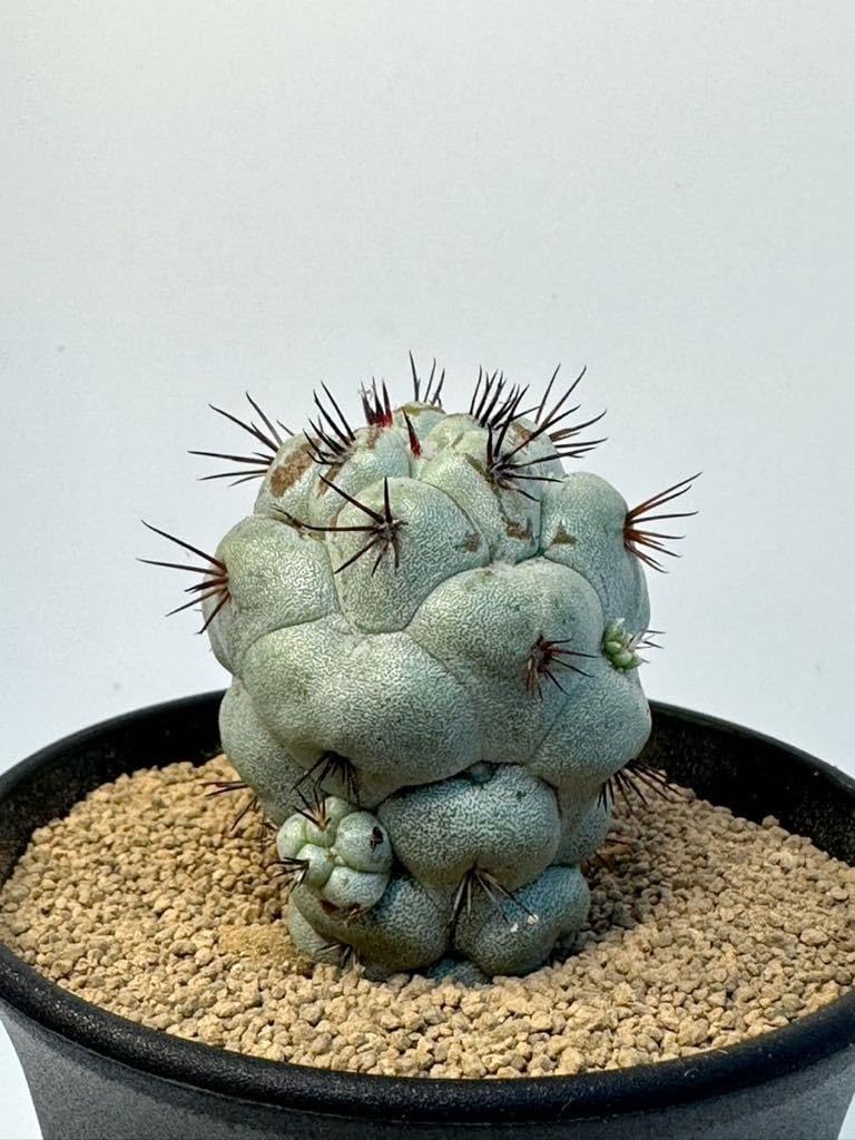 Amazon.co.jp: Ortegocactus macdougallii オルテゴカクタス