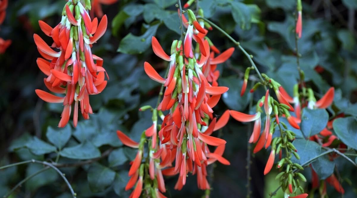 See full amazon price history chart for All Seasons Climbing Dwarf Red Jade Vine Flower Seeds - 35+ Seeds Pack All Seasons Climbing Dwarf Red Jade Vine Flower Seeds - 35+ Seeds Pack (B0C8PX9HG8) Amazon Price History, Amazon Price Tracker