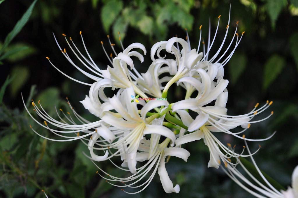 Lycoris Lily Bulbs - Red Spider (Pack of 4) -5 Lycoris Lily Bulbs - Red Spider (Pack of 4) -5