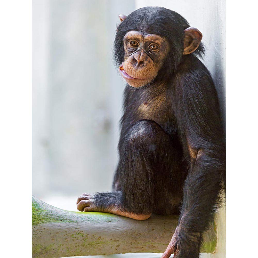Wee Blue Coo Animal Monkey Cute Baby Chimp Art Print Poster Wall Decor 12X16 Inch