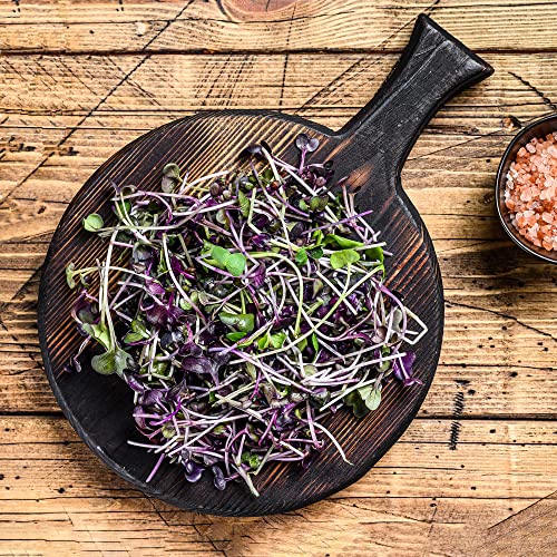 Todd's Seeds Rambo Sprouting Radish Seeds - Beautiful Red/Purple Colored Sprout, Non-Gmo, Chemical Free, High Germination (One Pound) #TOP2