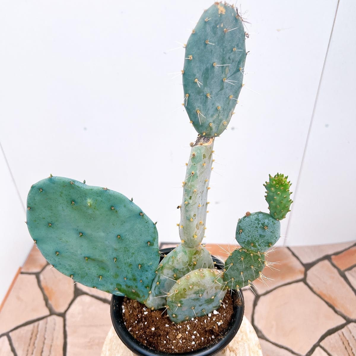 パキラ 斑入り ミルキーウェイ つぎ木 6号 2 鉢下からおよそ84センチ パキラ 斑入り ミルキーウェイ つぎ木 6号 2 鉢下からおよそ84センチ